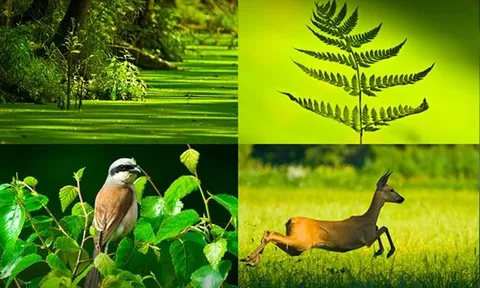 10 chuyên đề tổng kết Nghị quyết số 24-NQ/TW về chủ động ứng phó với biến đổi khí hậu, tăng cường quản lý tài nguyên và bảo vệ môi trường