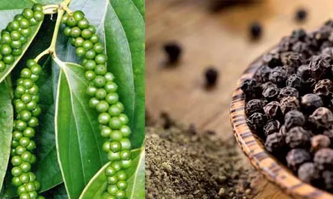 Công điện về việc hỗ trợ doanh nghiệp xuất khẩu hồ tiêu sang thị trường UAE