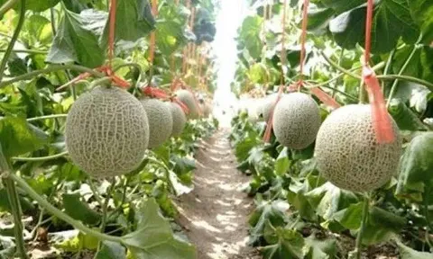 Dưa lưới ruột đỏ Fujisawa RZ - xu hướng tiêu dùng mới của nhà giàu Trung Quốc