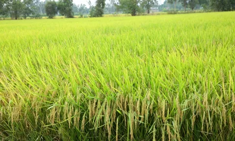 Tích hợp đa gen kháng bệnh bạc lá, rầy nâu và đạo ôn cổ bông vào giống lúa chất lượng bằng chỉ thị phân tử (MABC)