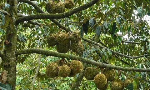 Lâm Đồng: Diện tích trồng sầu riêng đang tăng trưởng “nóng”