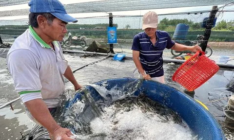 Ngành thủy sản tháng Tám và 8 tháng năm 2023 tăng trưởng khá