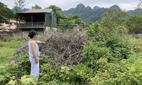 Quảng Bình: Chặt cây trong vườn của mình, một gia đình bị vướng vào vòng lao lý