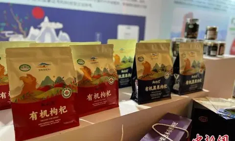 Thị phần tại nước ngoài của kỷ tử hữu cơ Trung Quốc tiếp tục tăng trưởng