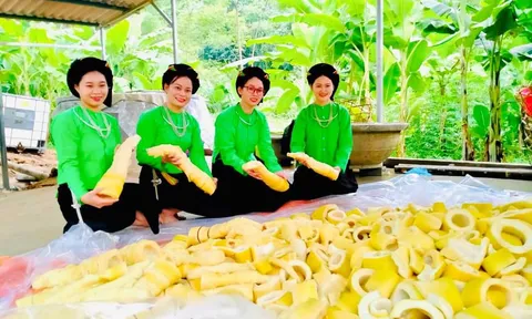 Lục Yên (Yên Bái): Xây dựng dự án liên kết chuỗi giá trị sản phẩm từ cây tre mai