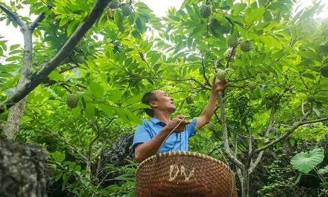 Đảm bảo đầu ra cho na Chi Lăng
