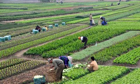 Tình hình sản xuất nông nghiệp tháng Tám và 8 tháng năm 2023