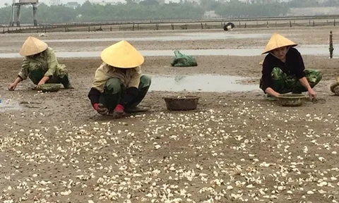 Phối hợp triển khai Dự án “Nhân rộng ứng dụng các sáng kiến và thực hành tốt trong nuôi và phát triển chuỗi giá trị ngao (nghêu) ở Việt Nam”