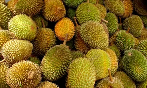 Indonesia dành 5.000 ha đất, mời Trung Quốc đầu tư trồng sầu riêng