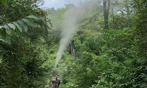 Hơn 2.000ha rừng thông tại Hà Tĩnh bị sâu róm gây hại
