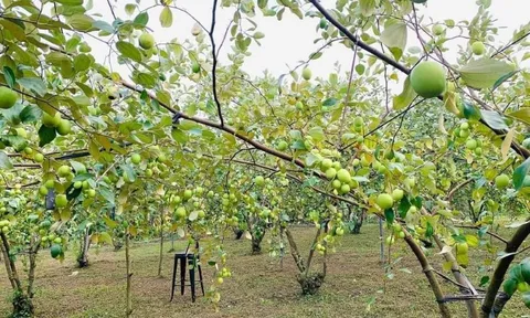 Hiệu quả kinh tế từ mô hình trồng táo ở bãi bồi ven sông La