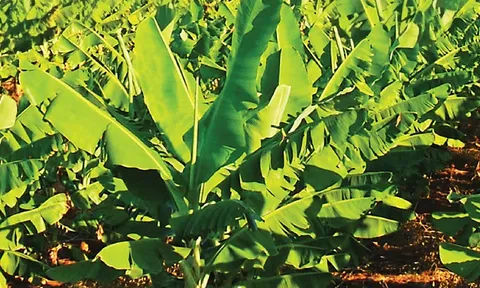 Thaco Agri cần tuyển 9.000 công nhân tại Campuchia