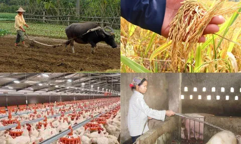 Vụ đông xuân và hè thu 2023: Thuận mùa, được giá