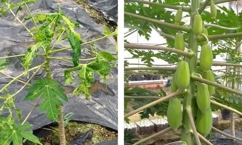 Nghiên cứu chỉnh sửa thành công gen đu đủ kháng bệnh đốm vòng