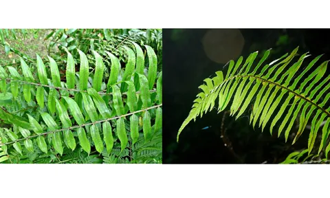 Chiết xuất cây dương xỉ - giải pháp tự nhiên tiềm năng cho việc kiểm soát bệnh và ký sinh trùng trong nuôi cá