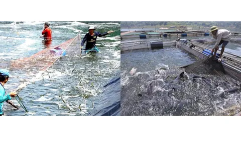 Nuôi trồng thủy sản tháng 10/2023 đạt hiệu quả cao nhờ ứng dụng công nghệ