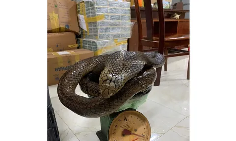 Vi phạm quy định về bảo vệ động vật nguy cấp, quý, hiếm, một người phụ nữ tại Đắk Lắk bị khởi tố