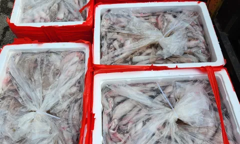 Phát hiện hơn 4.500kg cá khoai dương tính với chất foocmon di chuyển qua địa bàn tỉnh Thanh Hóa