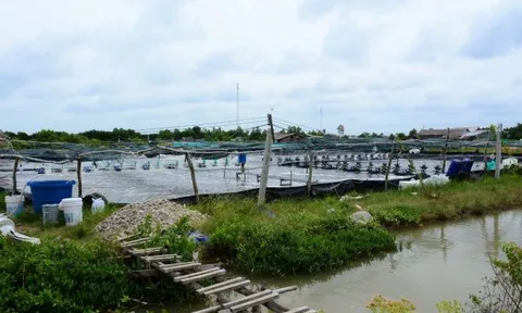 Cà Mau bảo vệ môi trường trong nuôi trồng thủy sản