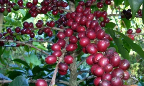 Cây cà phê và ca cao có nguy cơ mất côn trùng thụ phấn