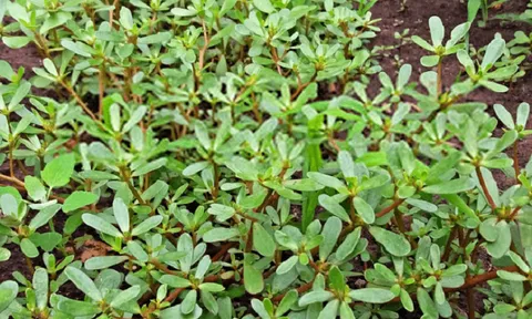 Ổn định nguồn gen cây rau sam, chủ động dược liệu sản xuất thuốc điều trị bệnh trĩ
