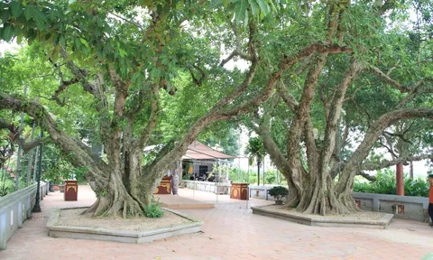 Bốn cây cổ thụ tại Lăng mộ Chử Cù Vân được công nhận là Cây Di sản Việt Nam