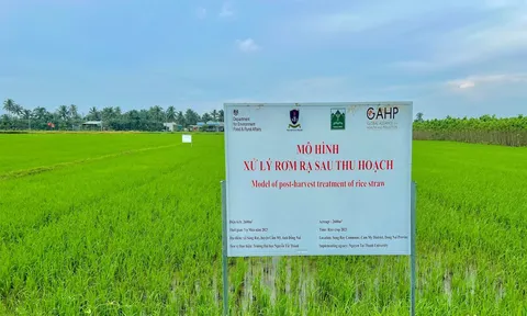 Chế phẩm vi sinh xử lý rơm rạ sau thu hoạch