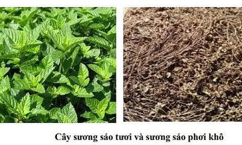 Hoàn thiện công nghệ và sản xuất thử nghiệm nước giải khát đóng lon từ cây sương sáo