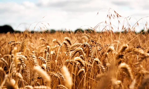 Tăng cường 7,3 triệu USD cho hệ thống tư vấn cảnh báo sớm bệnh lúa mì (Wheat DEWAS) – bước tiến quan trọng nhằm mở rộng giám sát mầm bệnh lúa mì