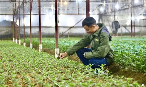 Người dân trồng hoa ở Hà Tĩnh chong đèn “nuôi” hoa chờ Tết