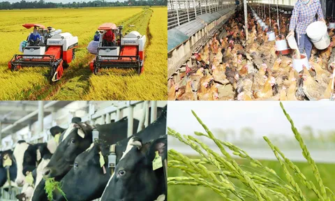 Tình hình sản xuất nông nghiệp tháng 11/2023
