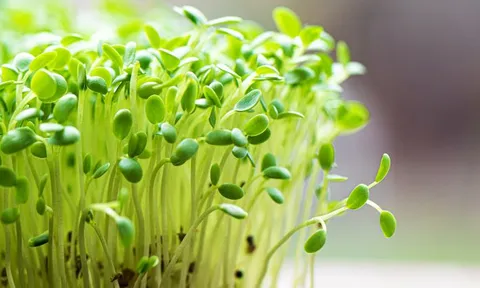Tiềm năng to lớn ẩn giấu đằng sau vẻ ngoài nhỏ bé của rau mầm