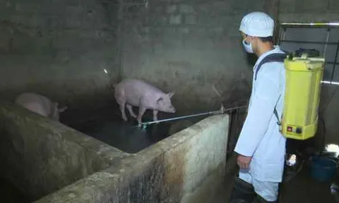 Quảng Bình: Tăng cường triển khai công tác phòng, chống và báo cáo dịch bệnh động vật trên cạn