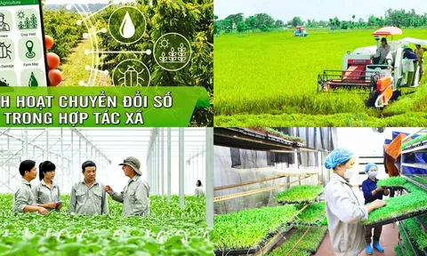 Kinh tế tuần hoàn - hướng đi mới cho phát triển hợp tác xã nông nghiệp ở Việt Nam (Kỳ 1: Hợp tác xã nông nghiệp - “hạt nhân” trong phát triển kinh tế nông thôn)