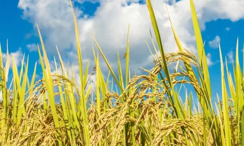 Hiệp hội Ngành hàng lúa gạo Việt Nam chính thức được thành lập