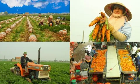 Kinh tế tuần hoàn - hướng đi mới cho phát triển hợp tác xã nông nghiệp ở Việt Nam (Kỳ 3: Thực trạng và giải pháp phát triển kinh tế tuần hoàn trong các hợp tác xã nông thôn ở Việt Nam)