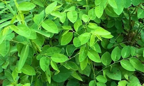 Sử dụng rau ăn lá truyền thống an toàn, bổ dưỡng