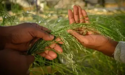 Eragrostis tef - ngũ cốc không chứa gluten có lợi cho sức khỏe