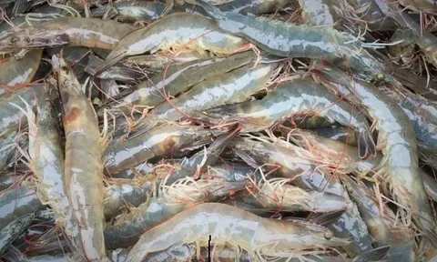 Tháng 11/2023: Sản lượng thủy sản nuôi trồng tăng 5,2%, sản lượng khai thác giảm nhẹ