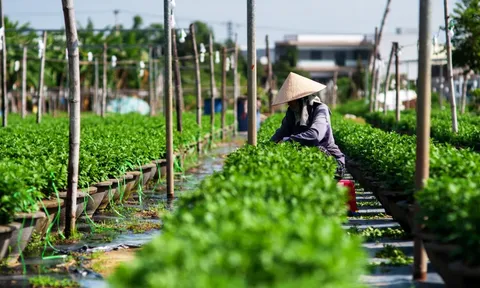 Làng hoa Dương Sơn vào vụ Tết, nông dân lo ngại vật giá tăng cao