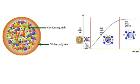 VPI nghiên cứu ứng dụng vật liệu carbon nano sử dụng làm phụ gia cho phân bón nhả chậm có kiểm soát