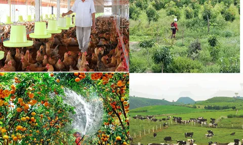 Năm 2023 sản xuất trồng trọt được mùa hầu hết các địa phương trên cả nước
