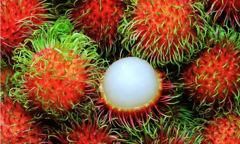 Bảo hộ chỉ dẫn địa lý “Bến Tre” cho sản phẩm quả chôm chôm