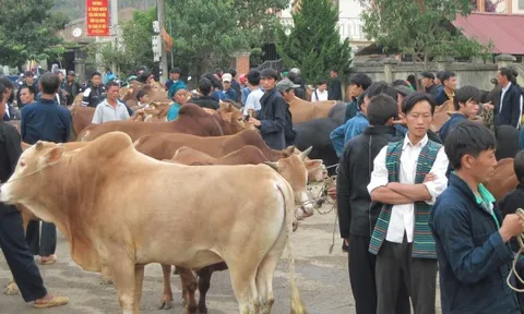 Hà Giang: Phát triển chuỗi giá trị bò Vàng