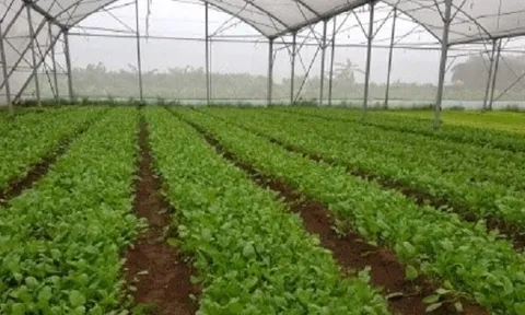Nghiên cứu sản xuất phân bón hữu cơ sử dụng trong sản xuất rau quả an toàn phục vụ xây dựng nông thôn mới