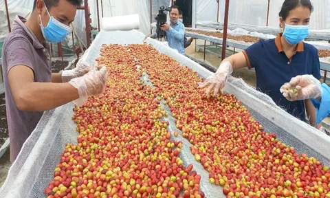 Tận dụng FTA cho xuất khẩu nông sản