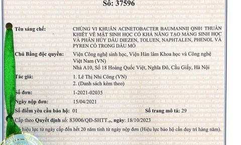 Chế phẩm xử lý ô nhiễm dầu bằng vi khuẩn tạo màng sinh học trên than sinh học có nguồn gốc từ trấu