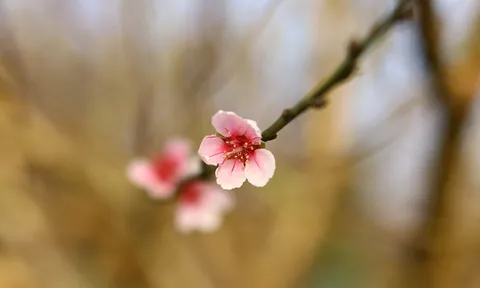 Làng hoa Bắc Sơn nhộn nhịp những ngày cuối năm