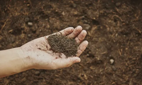 Địa long - vị thuốc quý và máy xới đất “siêu hạng”