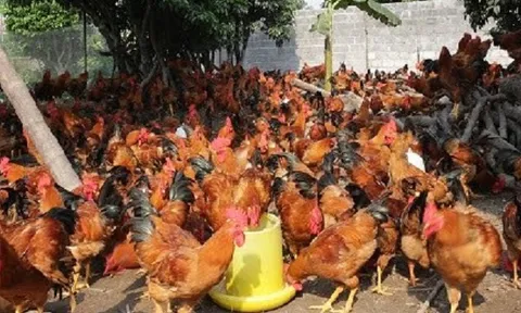 Nghiên cứu chọn tạo dòng gà chịu stress nhiệt (nóng) bằng chỉ thị AND
